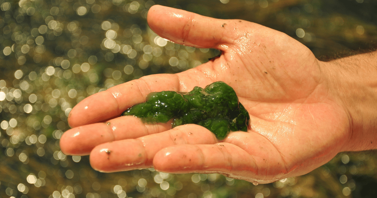 Algae Considered an Efficient Solution for Future Food Security